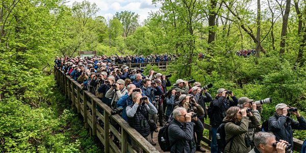 Crowded Magee Marsh boardwalk